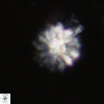 Discoaster salisburgensis VR 29163