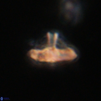 Discoaster salisburgensis VR 29176