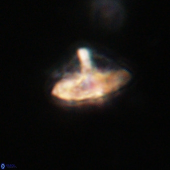 Discoaster salisburgensis VR 29177
