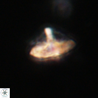 Discoaster salisburgensis VR 29177