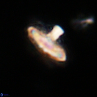 Discoaster salisburgensis VR 29178