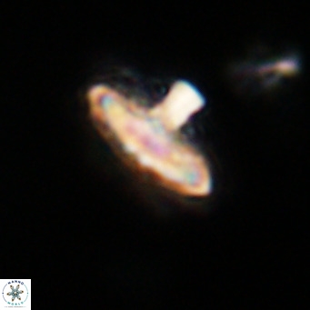 Discoaster salisburgensis VR 29178