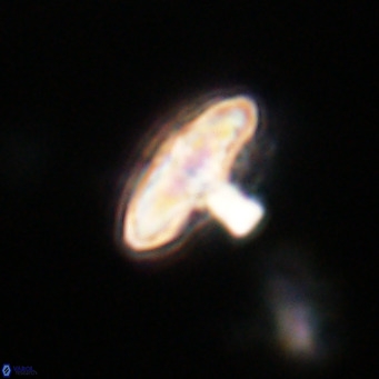 Discoaster salisburgensis VR 29170