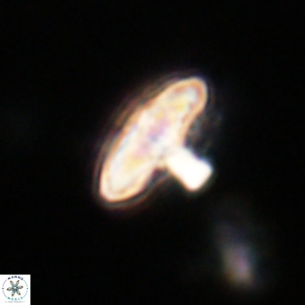 Discoaster salisburgensis VR 29170