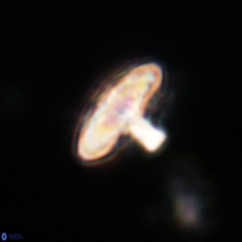 Discoaster salisburgensis VR 29172