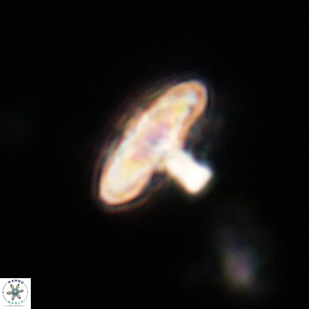 Discoaster salisburgensis VR 29172