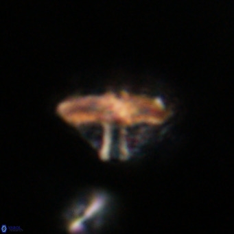 Discoaster salisburgensis VR 29173