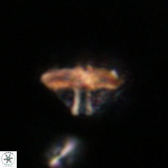 Discoaster salisburgensis VR 29173