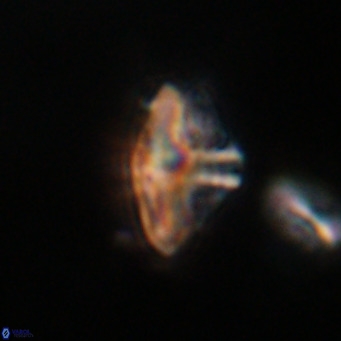 Discoaster salisburgensis VR 29184