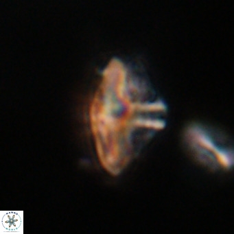 Discoaster salisburgensis VR 29184