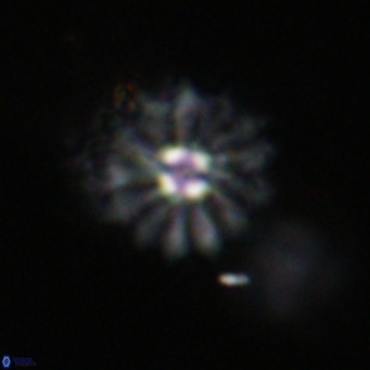 Discoaster salisburgensis VR 29189
