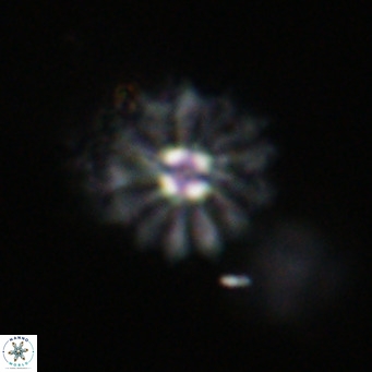 Discoaster salisburgensis VR 29189