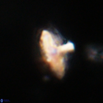 Discoaster salisburgensis VR 29183