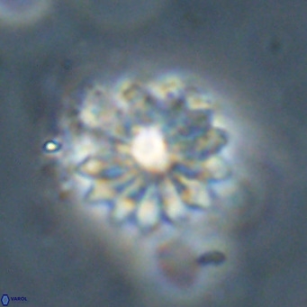 Discoaster salisburgensis VR 29196