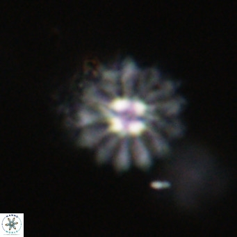 Discoaster salisburgensis VR 29190