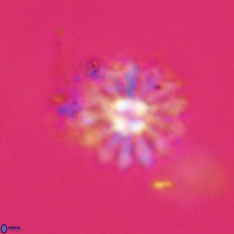 Discoaster salisburgensis VR 29191