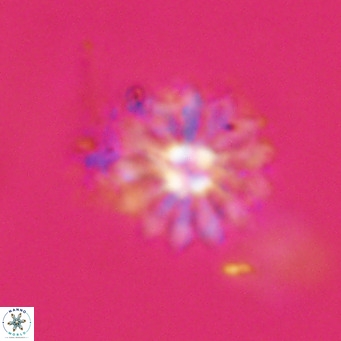 Discoaster salisburgensis VR 29191