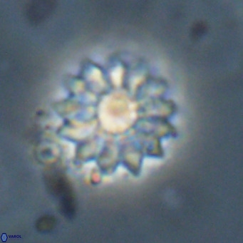 Discoaster salisburgensis VR 29205