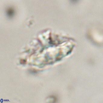 Discoaster salisburgensis VR 29209
