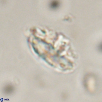 Discoaster salisburgensis VR 29214