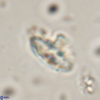 Discoaster salisburgensis VR 29215
