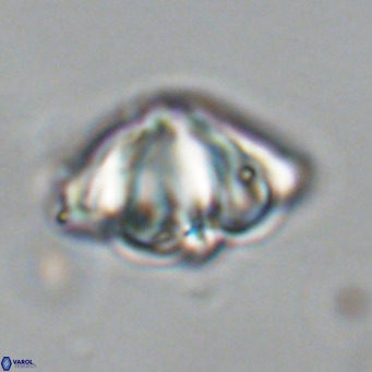 Discoaster sanmiguelensis VR 18501