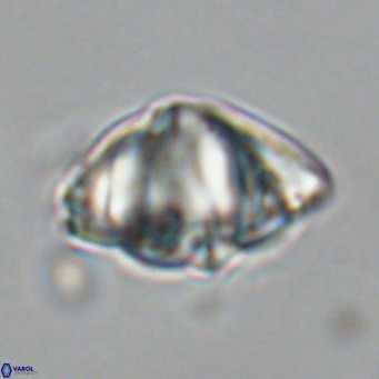 Discoaster sanmiguelensis VR 18502