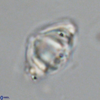 Discoaster sanmiguelensis VR 18503