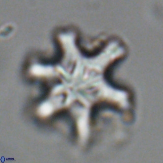 Discoaster sanmiguelensis VR 18514