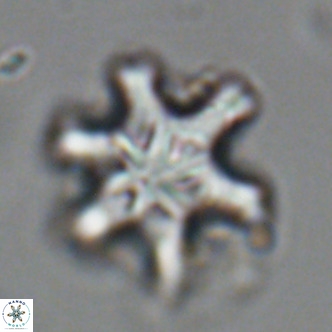 Discoaster sanmiguelensis VR 18514