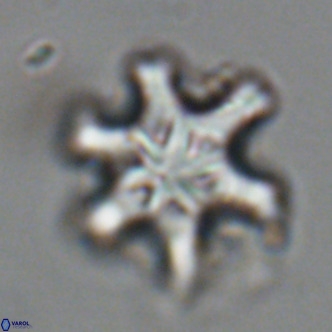 Discoaster sanmiguelensis VR 18515