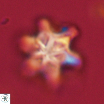 Discoaster sanmiguelensis VR 18516