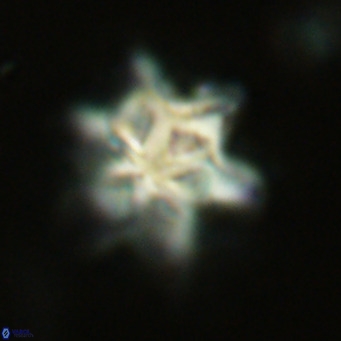 Discoaster sanmiguelensis VR 18518