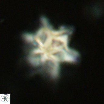 Discoaster sanmiguelensis VR 18518