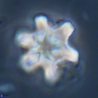 Discoaster sanmiguelensis VR 18519