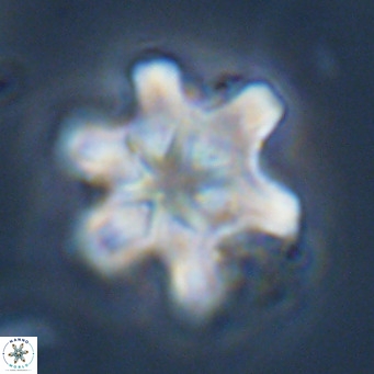 Discoaster sanmiguelensis VR 18519