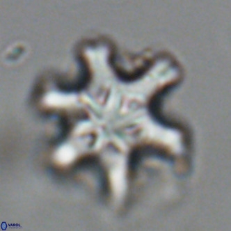 Discoaster sanmiguelensis VR 18512