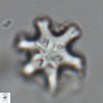 Discoaster sanmiguelensis VR 18512