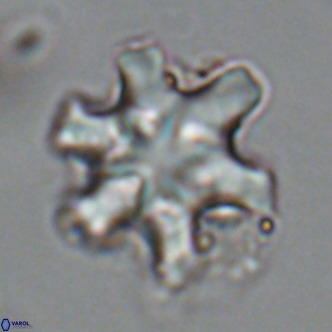 Discoaster sanmiguelensis VR 18513