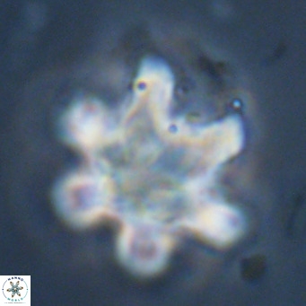 Discoaster sanmiguelensis VR 18526