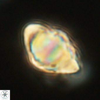 Discoaster sanmiguelensis VR 18534