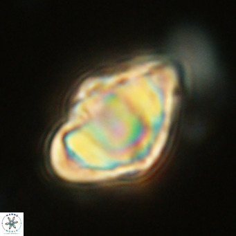 Discoaster sanmiguelensis VR 18537