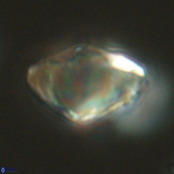 Discoaster sanmiguelensis VR 18533