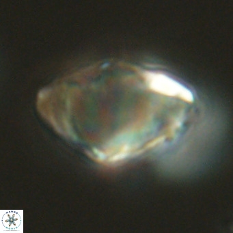 Discoaster sanmiguelensis VR 18533