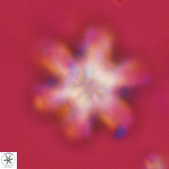 Discoaster sanmiguelensis VR 18544