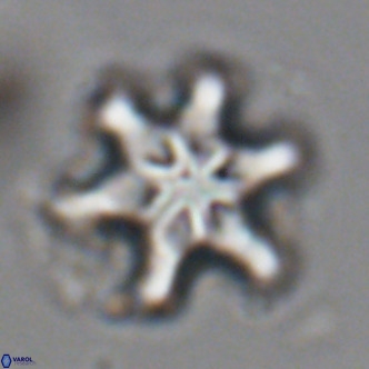 Discoaster sanmiguelensis VR 18545