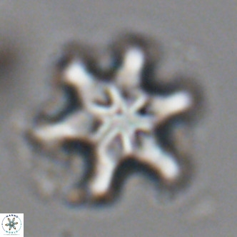 Discoaster sanmiguelensis VR 18545