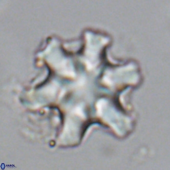 Discoaster sanmiguelensis VR 18546