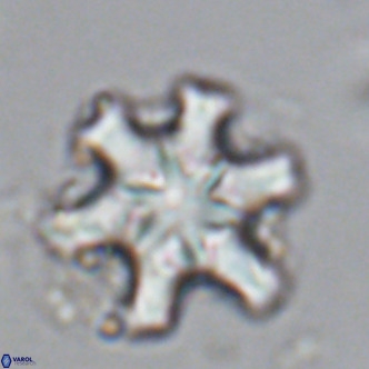 Discoaster sanmiguelensis VR 18547