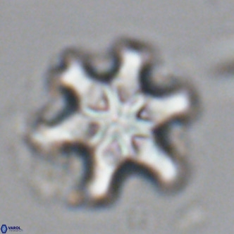 Discoaster sanmiguelensis VR 18548